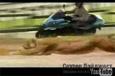 Особенный зверь породы Piaggio MP3