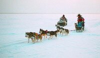 SLED’ы* на снегу